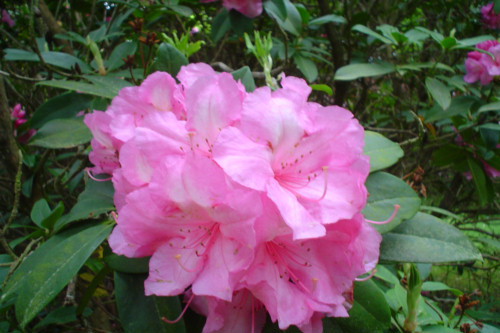 Rhododendron Alice from Heasleands Garden Nursery Sussex UK
