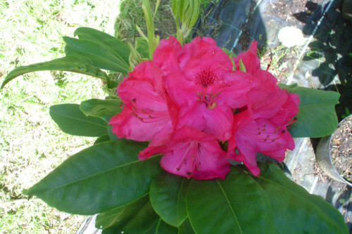 Rhododendron America from Heasleands Garden Nursery Sussex UK