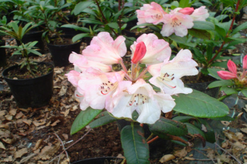 Rhododendron Anita from Heasleands Garden Nursery Sussex UK