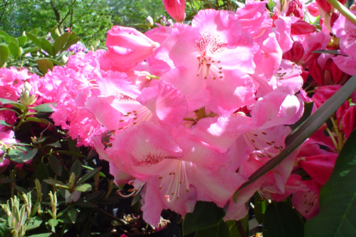 Rhododendron Betty Wormald from Heaselands Garden Nursery