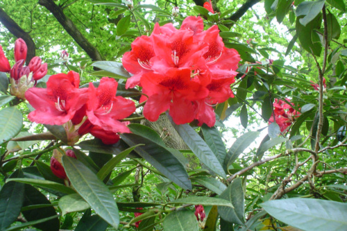 Rhododendron Bibiani from Heasleands Garden Nursery Sussex UK