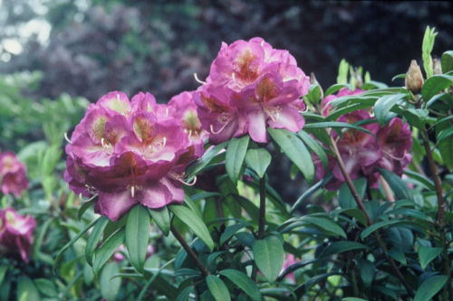 Rhododendron Bluebell from Heasleands Garden Nursery Sussex UK