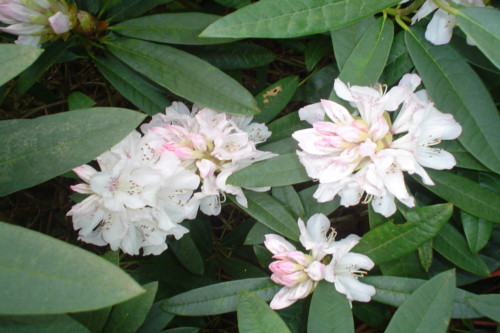 Rhododendron Boddaertianum from Heasleands Garden Nursery Sussex UK