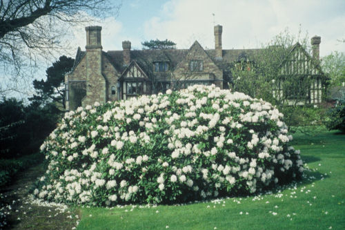 Rhododendron Christmas Cheer  from Heasleands Garden Nursery Sussex UK