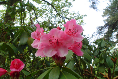 Rhododendron Corona from Heasleands Garden Nursery Sussex UK