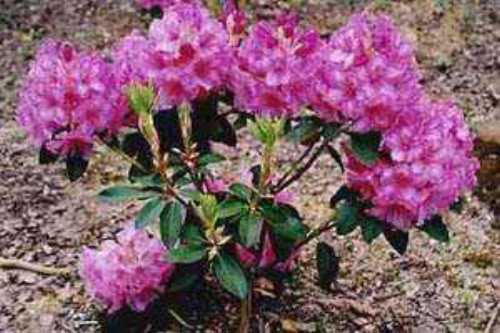 Rhododendron Countess of Derby from Heasleands Garden Nursery Sussex UK