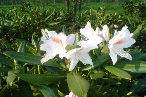 Rhododendron Cunninghams White  from Heasleands Garden Nursery Sussex UK