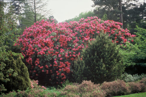 Rhododendron Cynthia from Heasleands Garden Nursery Sussex UK