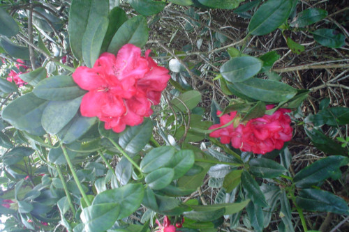 Rhododendron Daphne Daffarn from Heasleands Garden Nursery Sussex UK