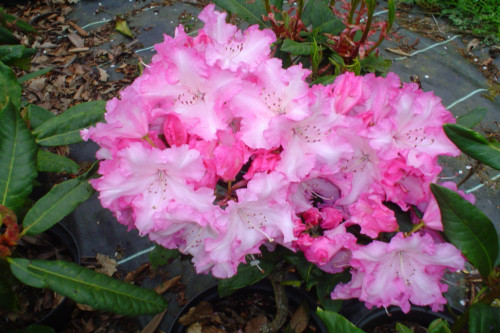 Rhododendron Daphne Millais from Heasleands Garden Nursery Sussex UK