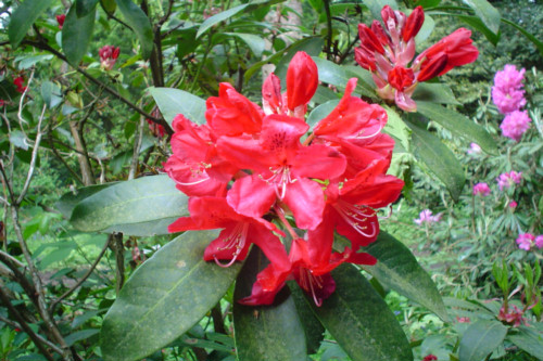Rhododendron David from Heasleands Garden Nursery Sussex UK