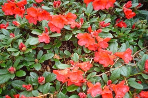 Rhododendron Elizabeth from Heasleands Garden Nursery Sussex UK