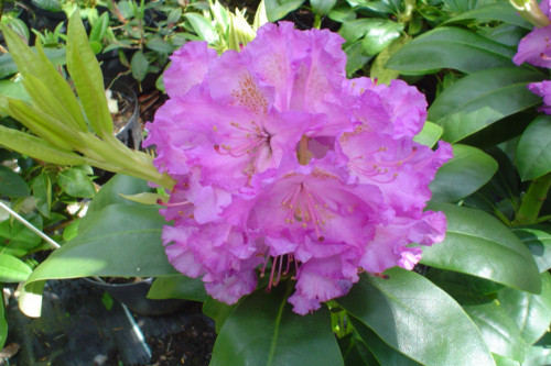 Rhododendron Fastuosum Flore Plena  from Heasleands Garden Nursery Sussex UK