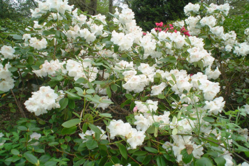 Rhododendron Gartendirektor Reiger from Heasleands Garden Nursery Sussex UK