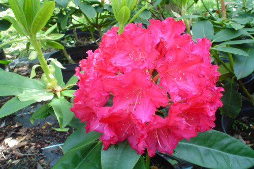 Rhododendron General eisenhower from Heasleands Garden Nursery Sussex UK