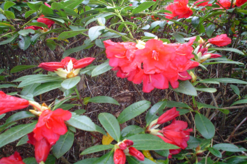 Rhododendron Gertrude Schale from Heasleands Garden Nursery Sussex UK