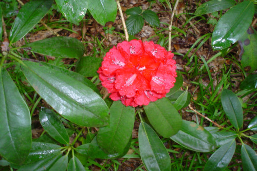 Rhododendron Gills Crimson from Heasleands Garden Nursery Sussex UK