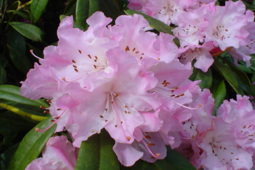 Rhododendron Gloria Mundi  from Heasleands Garden Nursery Sussex UK