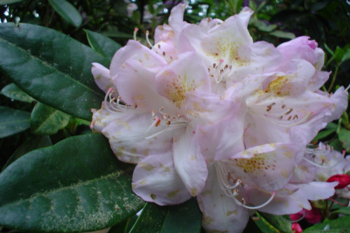 Rhododendron Gomer Waterer from Heasleands Garden Nursery Sussex UK