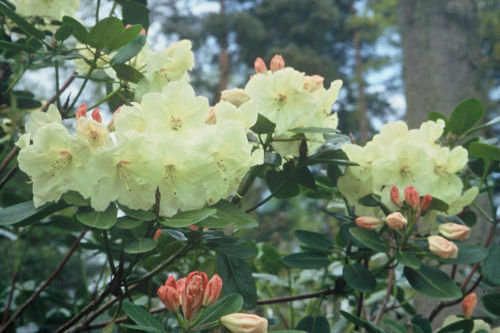 Rhododendron Igtham Yellow from Heasleands Garden Nursery Sussex UK