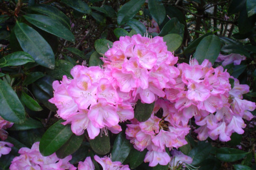 Rhododendron Lady Clementine Mitford from Heasleands Garden Nursery Sussex UK