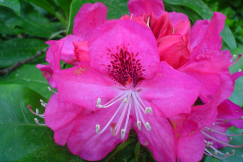 Rhododendron Late Flowering Hybrid from Heasleands Garden Nursery Sussex UK