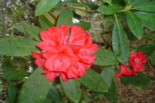 Rhododendron Laura Aberconway from Heasleands Garden Nursery Sussex UK