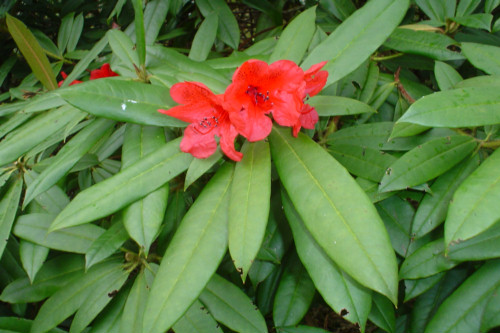 Rhododendron Matador from Heasleands Garden Nursery Sussex UK