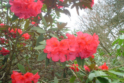 Rhododendron Mayday from Heasleands Garden Nursery Sussex UK