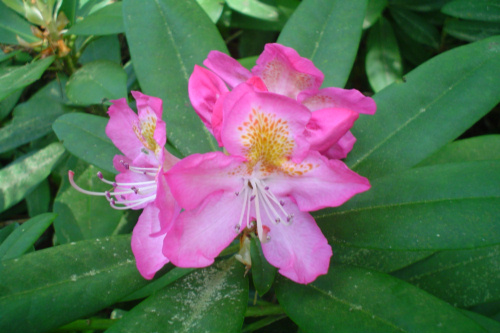 Rhododendron Midsummer from Heasleands Garden Nursery Sussex UK