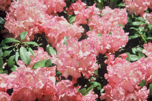 Rhododendron Mrs A C Kendrick from Heasleands Garden Nursery Sussex UK