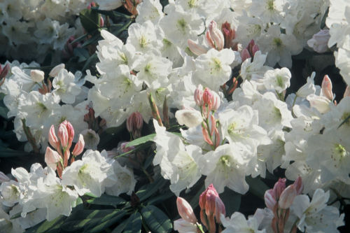 Rhododendron Mrs A T De La Mere from Heasleands Garden Nursery Sussex UK