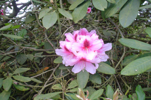 Rhododendron Mrs G W Leak from Heasleands Garden Nursery Sussex UK