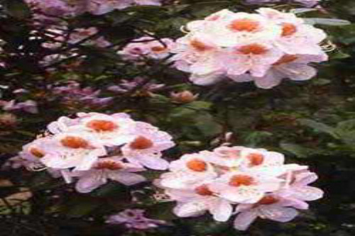 Rhododendron Mrs T H Lowinsky from Heasleands Garden Nursery Sussex UK