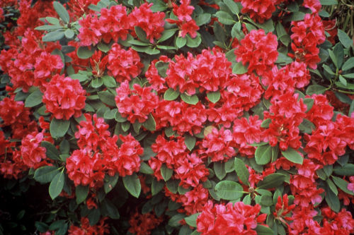 Rhododendron Peter Koster from Heasleands Garden Nursery Sussex UK