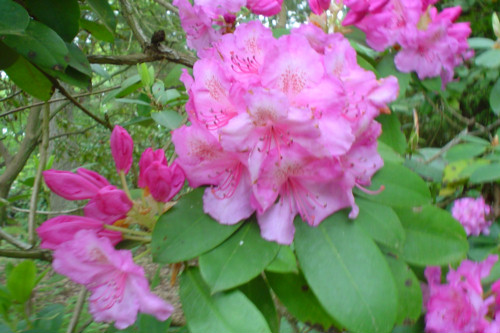 Rhododendron Pink Perfection  from Heasleands Garden Nursery Sussex UK