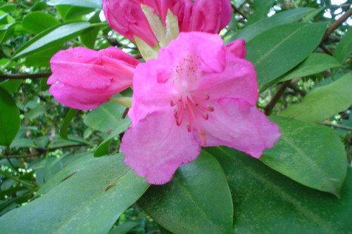 Rhododendron Professor Hugo de Vries  from Heasleands Garden Nursery Sussex UK