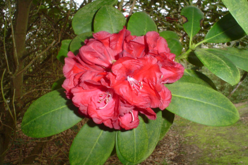 Rhododendron Queen of Hearts  from Heasleands Garden Nursery Sussex UK