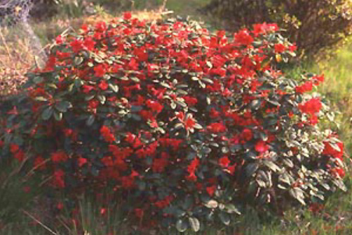 Rhododendron Scarlet Wonder  from Heasleands Garden Nursery Sussex UK