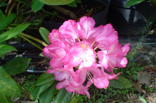 Rhododendron Strategist  from Heasleands Garden Nursery Sussex UK