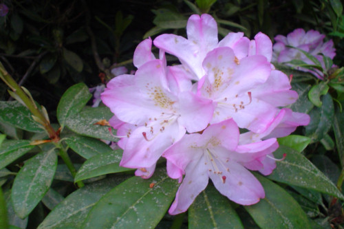 Rhododendron Sweet Simplicity  from Heasleands Garden Nursery Sussex UK