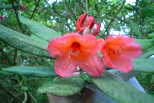 Rhododendron Tortoiseshell Orange  from Heasleands Garden Nursery Sussex UK