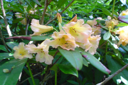 Rhododendron Tortoiseshell Salome  from Heasleands Garden Nursery Sussex UK