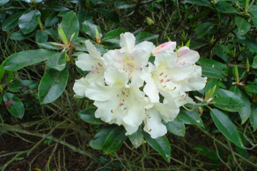 Rhododendron Wardii Cultivar  from Heasleands Garden Nursery Sussex UK