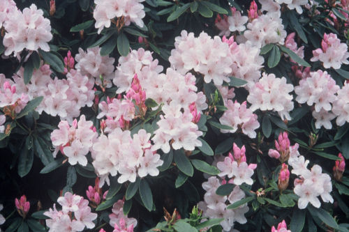 Rhododendron White Pearl  from Heasleands Garden Nursery Sussex UK